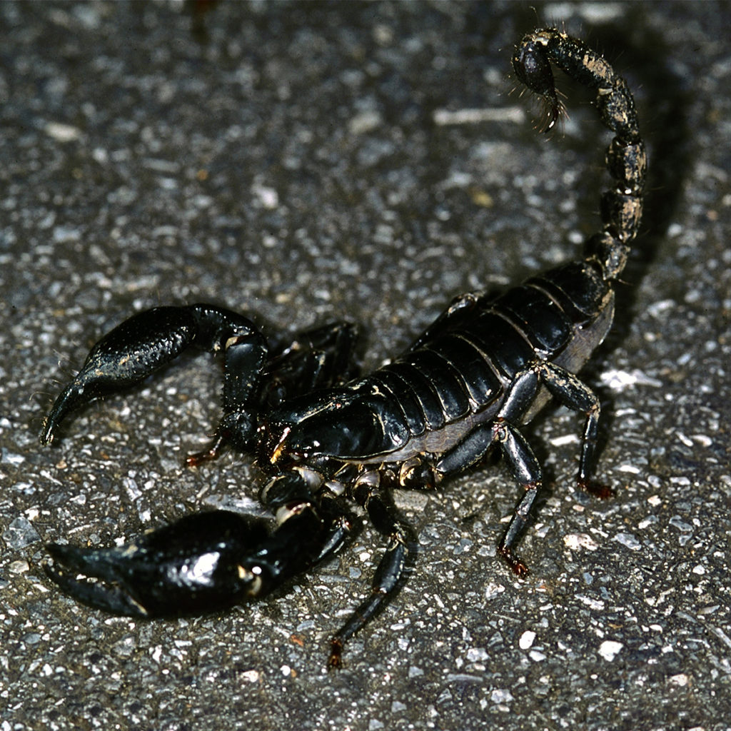 Malaysian Black Scorpion - Potawatomi Zoo
