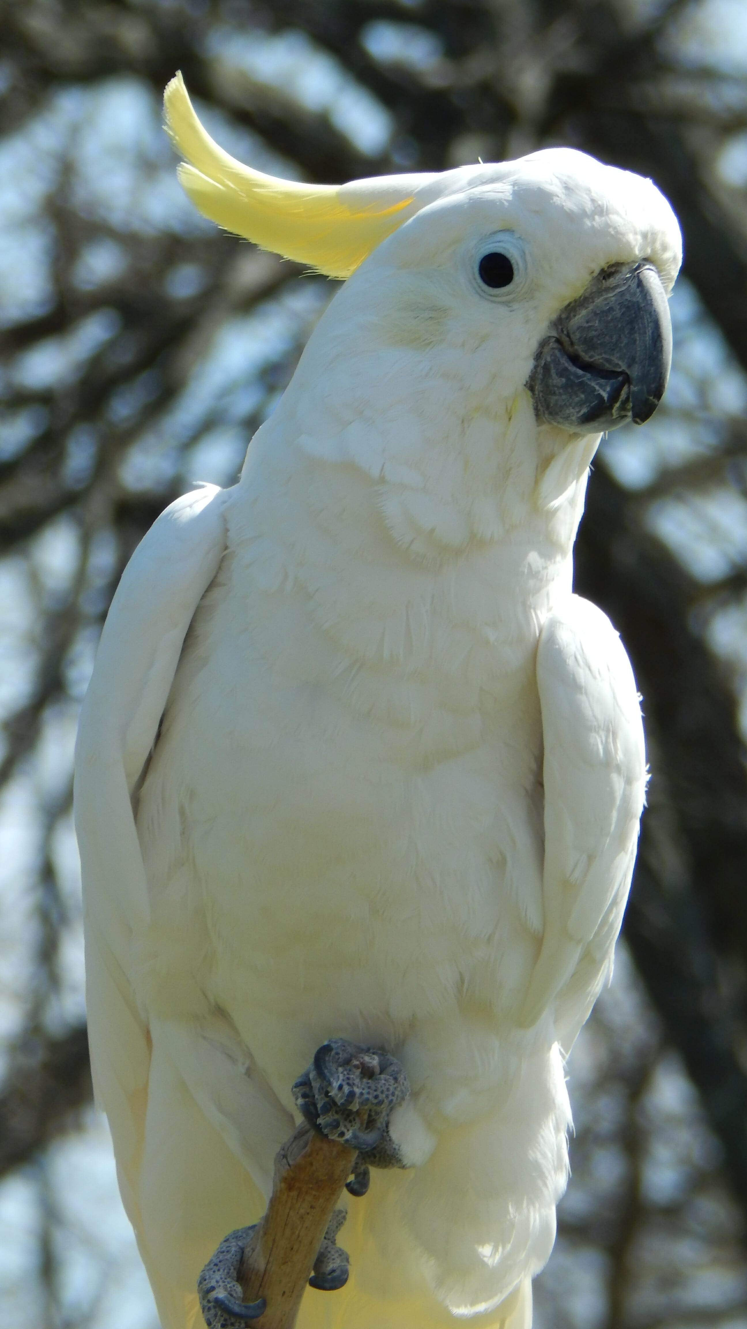 yellow crested cockatoo