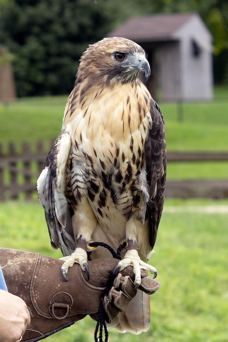 Red-Tailed Hawk - Potawatomi Zoo