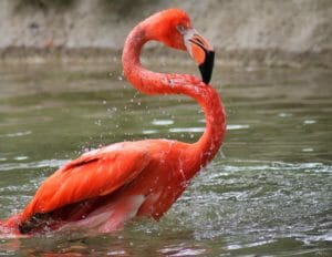 american flamingo in water