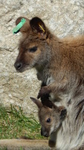 Bennetts Wallaby with her baby