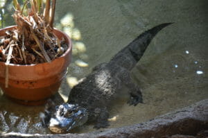 Chinese Alligator