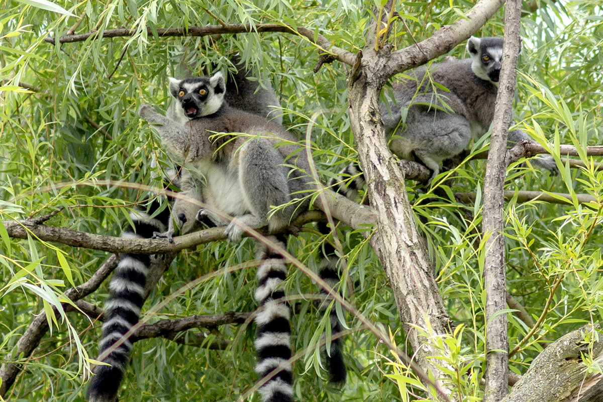 Ring-Tailed Lemur - Potawatomi Zoo
