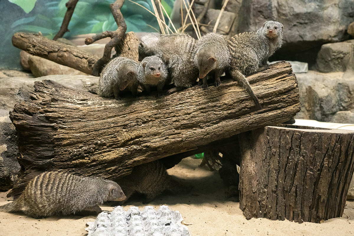 Banded Mongoose - Potawatomi Zoo