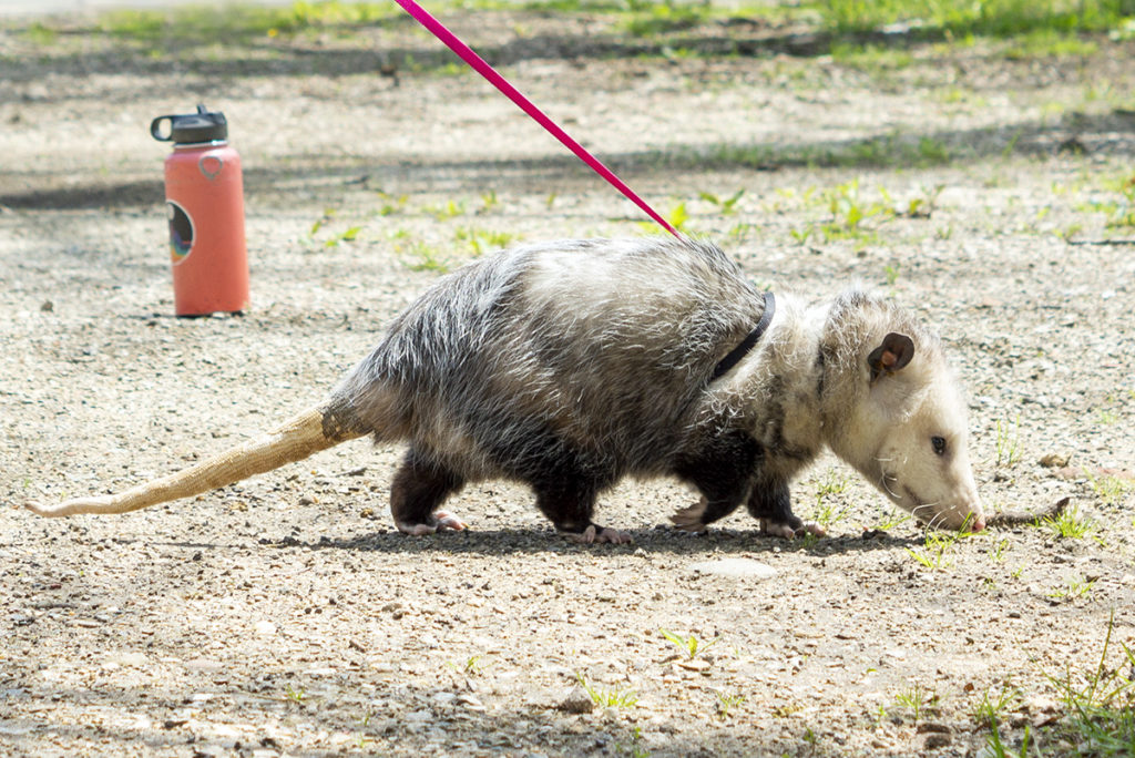 Virginia Opossum - Potawatomi Zoo