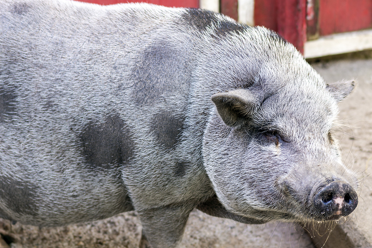 Pot-Bellied Pig - Potawatomi Zoo