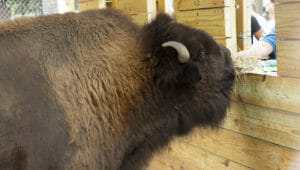 bison feeding header