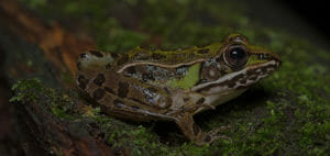 woodland frog slider 2