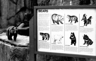 Bear Exhibit