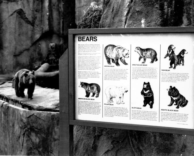 Bear Exhibit