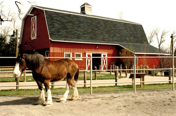 Horse outside of Red Barn
