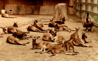 Group of Wallaby
