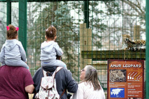 zoo visitors watching amur leopard