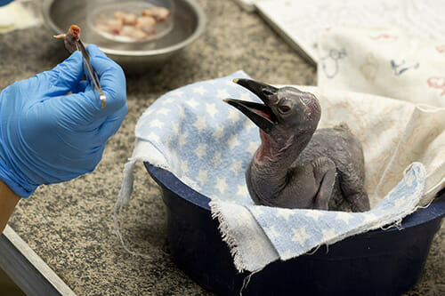 southern ground hornbill chick being fed