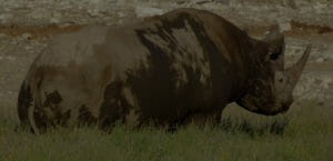 a muddy rhinoceros photo by josh sisk