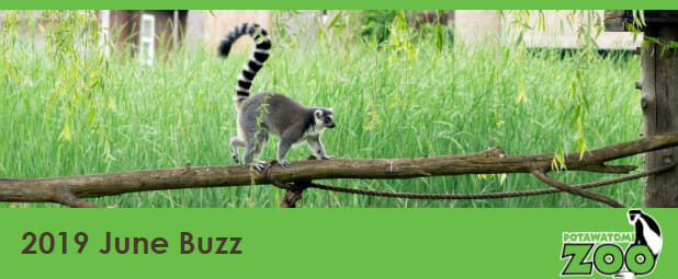 june 2019 e-newsletter header lemur on a log