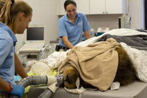 zoo keepers gretchen and erin care for african lion tango during his dental exam