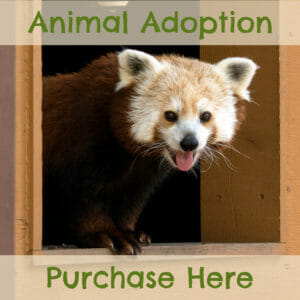 adopt a zoo animal