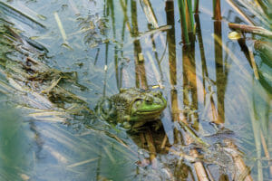 american bullfrog in the water
