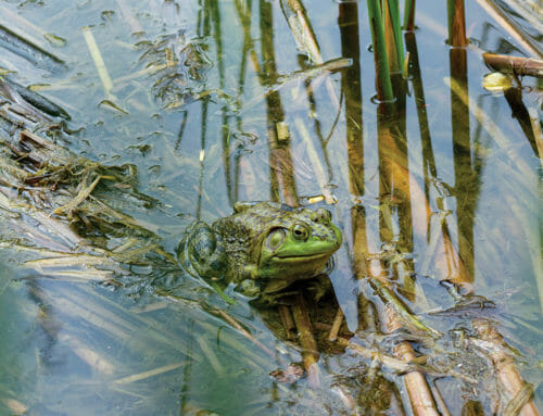 FrogWatch Program Returns