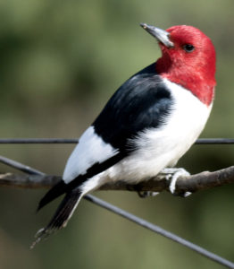 red headed woodpecker by melissa gunter