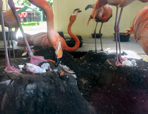 Two Flamingo Chicks Hatch