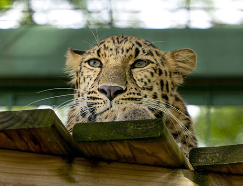 New Amur Leopard