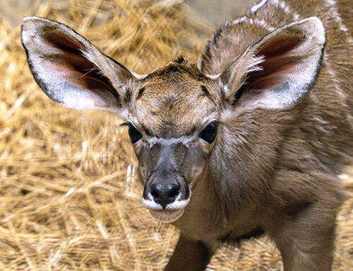 First Kudu Calf Born